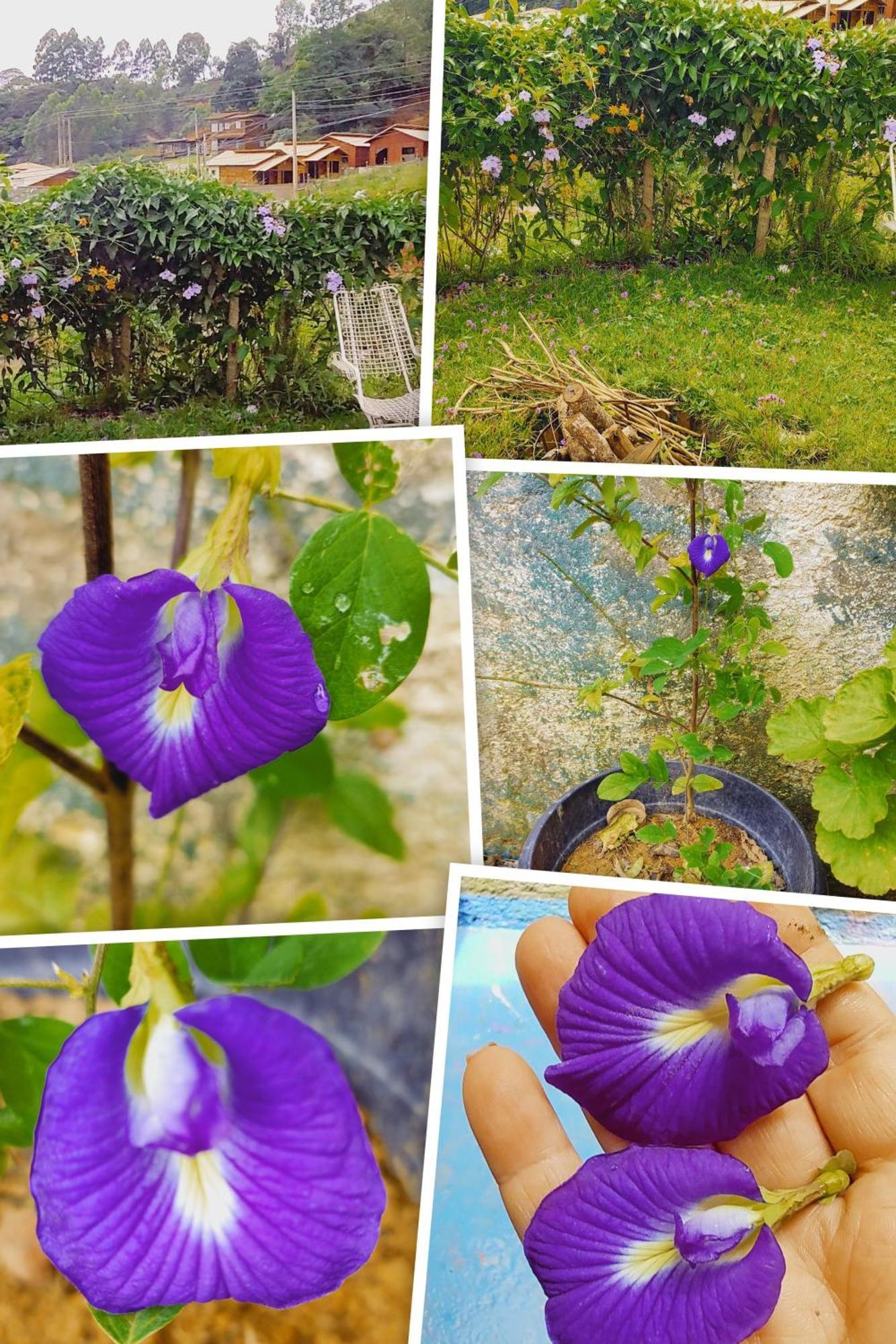 ונדה נובה דו אימיגרנטה Recanto Duas Rosas מראה חיצוני תמונה